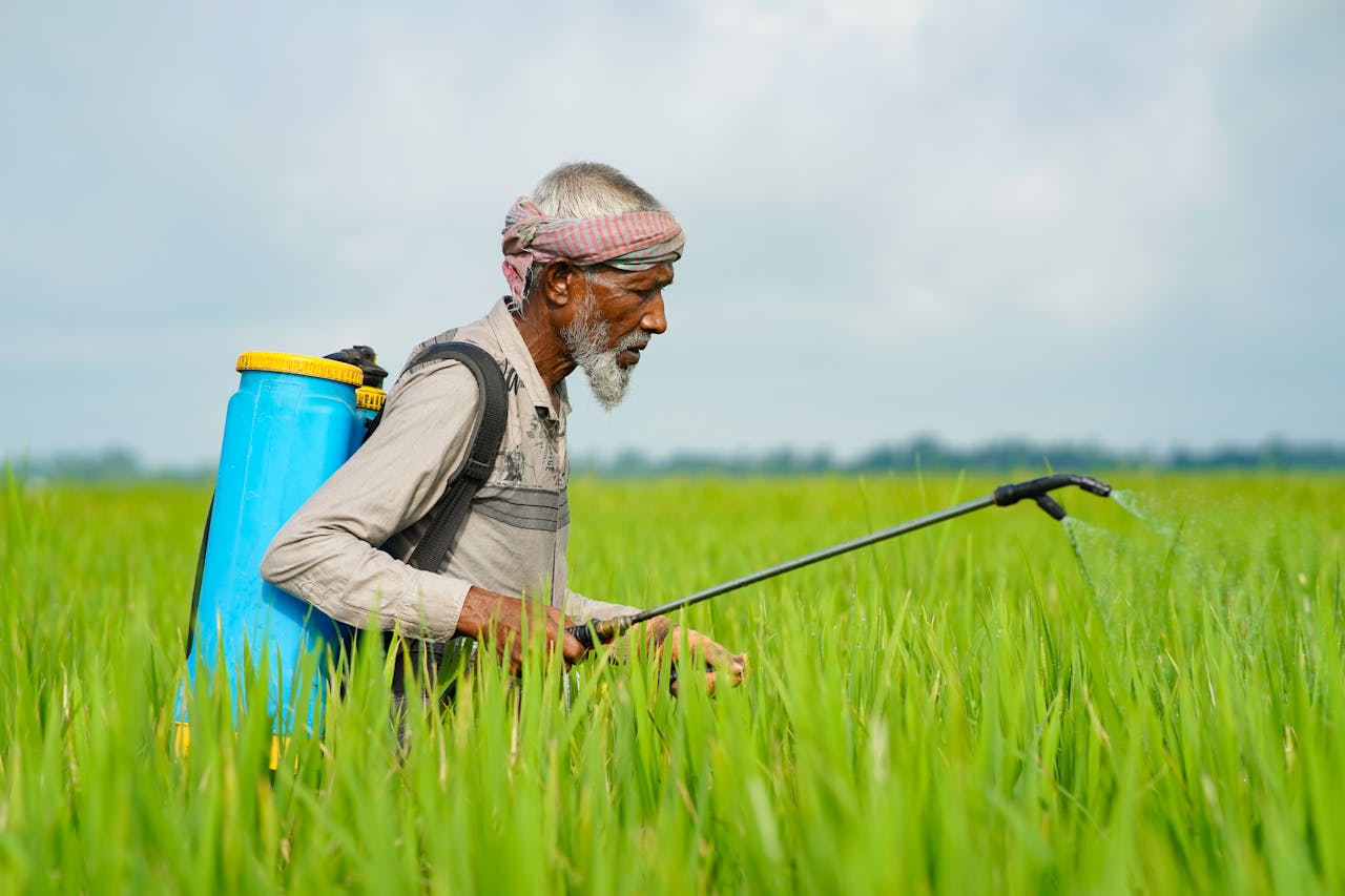 An elderly farmer with backpack sprayer applies pesticides to vibrant green field under blue sky.